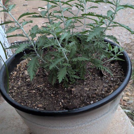 Photo of the plant species Russian Sage by @FestalBanana47 named Svetlana on Greg, the plant care app