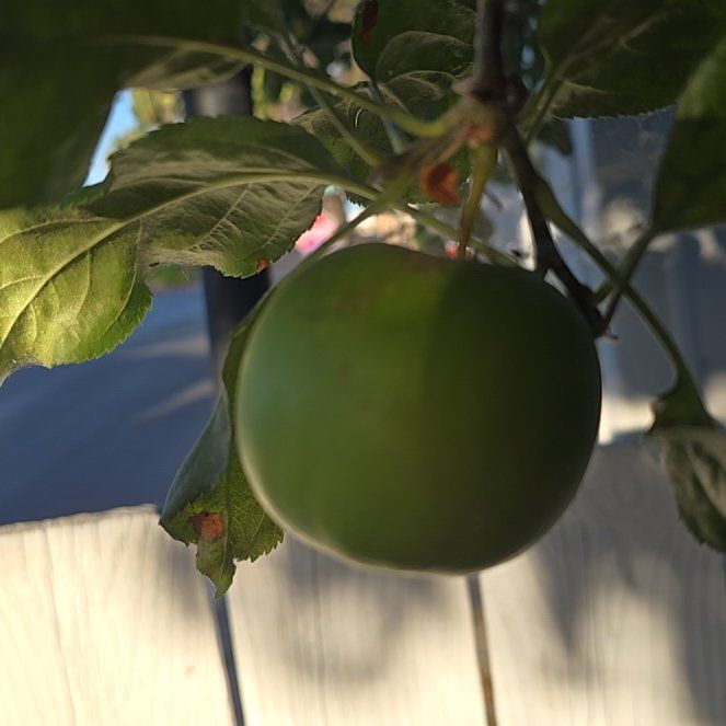 Photo of the plant species Apple by @GoldenWychelm99 named Navajo on Greg, the plant care app