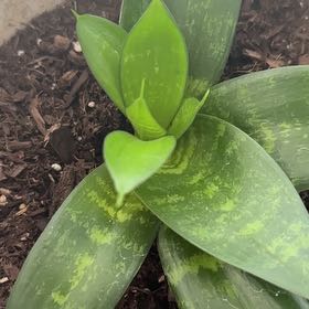 Photo of the plant species Jaboa Sansevieria by @FancierPlanty13 named Diana on Greg, the plant care app