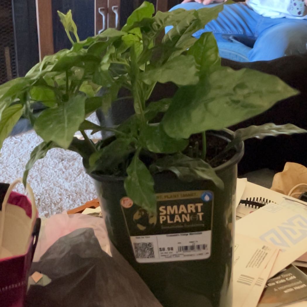 Photo of the plant species Crossandra by @UpfrontSucc37 named Dax on Greg, the plant care app