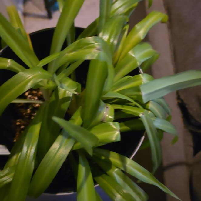 Photo of the plant species Beach Spiderlily by @SnazzyTarbush31 named Gates on Greg, the plant care app