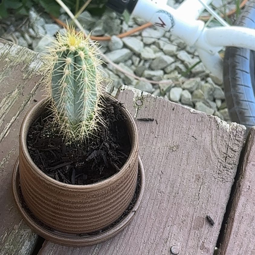 Photo of the plant species Pilosocereus azureus by @FunAngelrope69 named Beckham on Greg, the plant care app