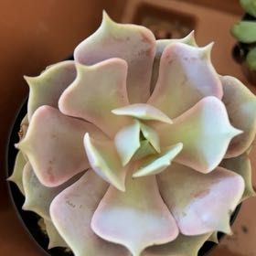 Photo of the plant species Echeveria 'Pink Diamond' by @LushTukauki86 named Pax on Greg, the plant care app