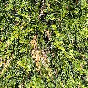 Photo of the plant species Ginger Pine by @GWO7887 named Bieber on Greg, the plant care app
