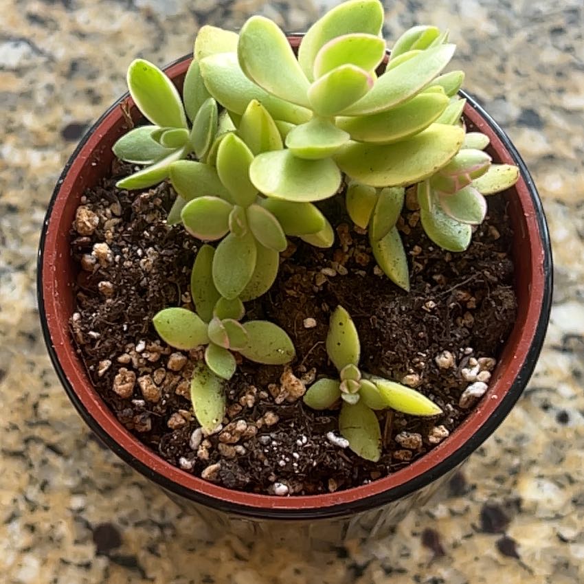 Photo of the plant species Crassula rogersii by @VipSainfoin79 named Beckham on Greg, the plant care app