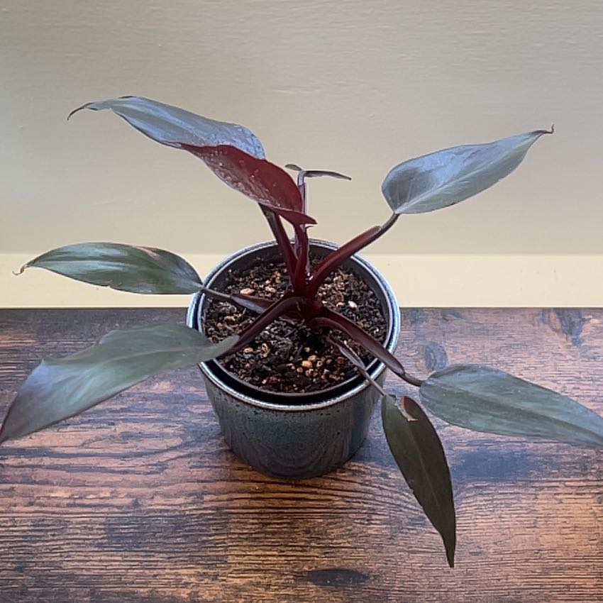 Photo of the plant species Philodendron Burgundy Princess by @VipSainfoin79 named Plato on Greg, the plant care app