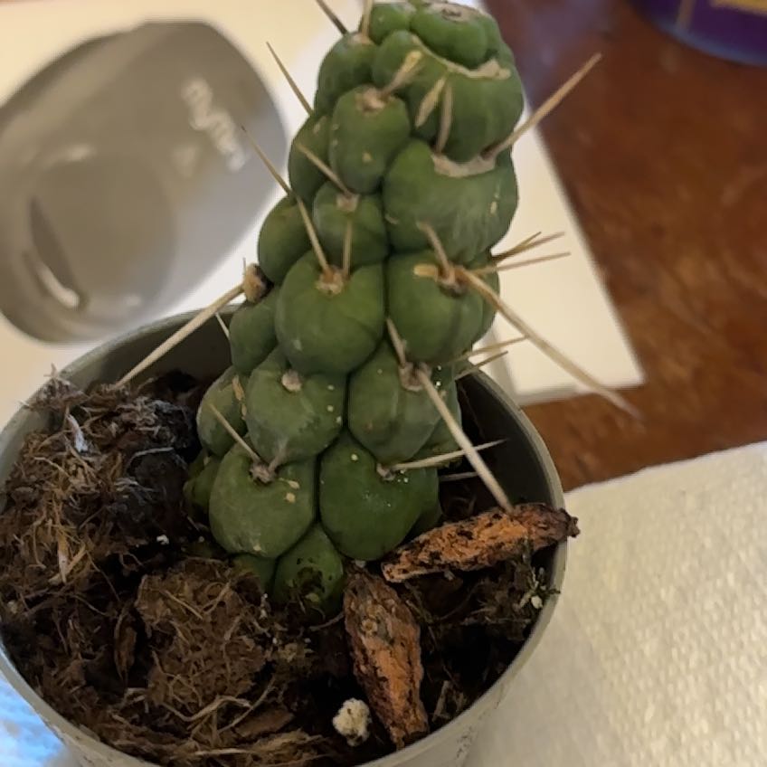 Photo of the plant species Crested Myrtillocactus by @DedicatedDill38 named Gregarious on Greg, the plant care app