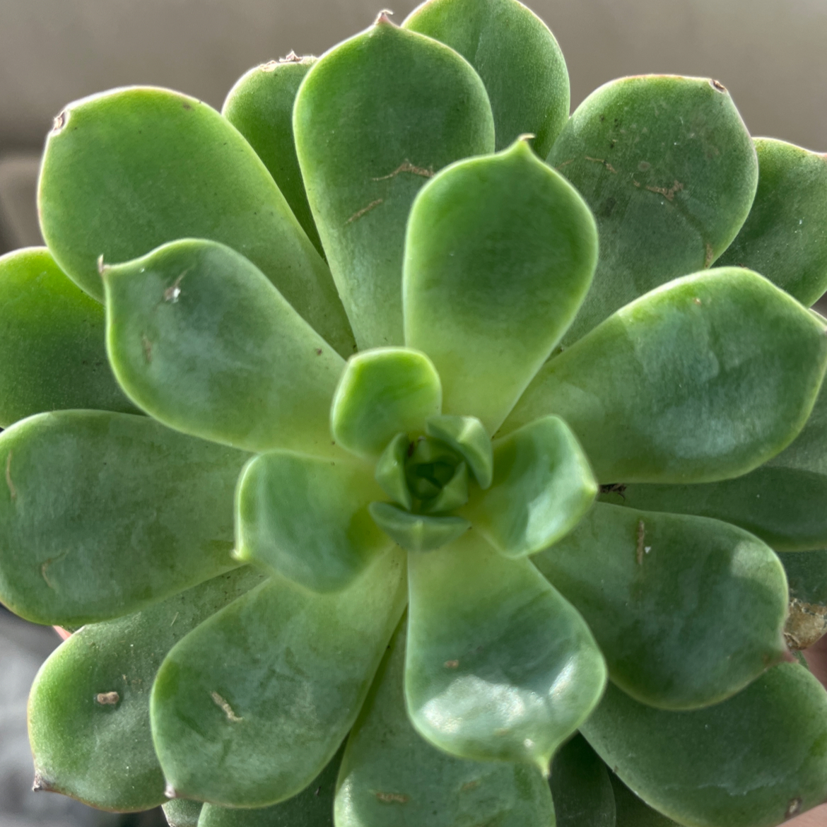 Photo of the plant species Echeveria 'Elfstone' by @CleverRoussea88 named Cleopatra on Greg, the plant care app