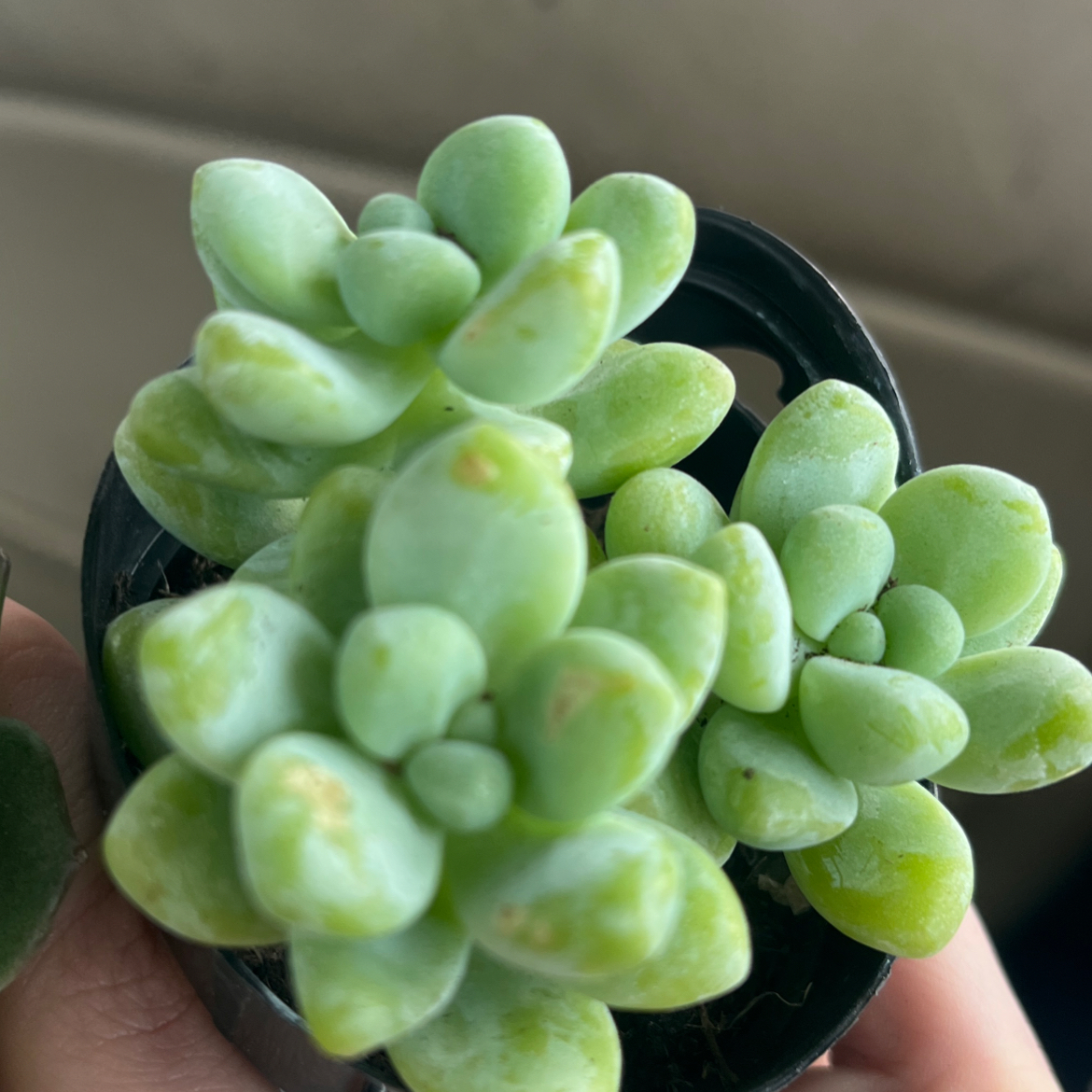 Photo of the plant species Sedum treleasei by @CleverRoussea88 named Peter Parker on Greg, the plant care app