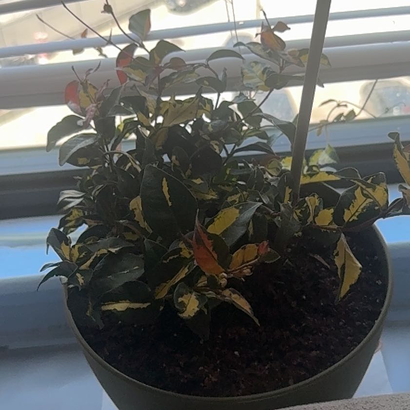 Photo of the plant species Summer Sunset Jasmine by @PioneerSapote94 named Bigleef Smalls on Greg, the plant care app
