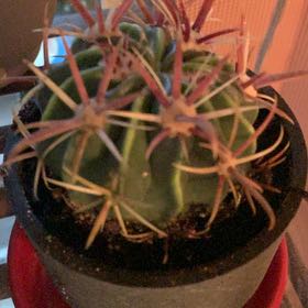 Photo of the plant species Devil's Pincushion by @HeirRedtree32 named Pax on Greg, the plant care app