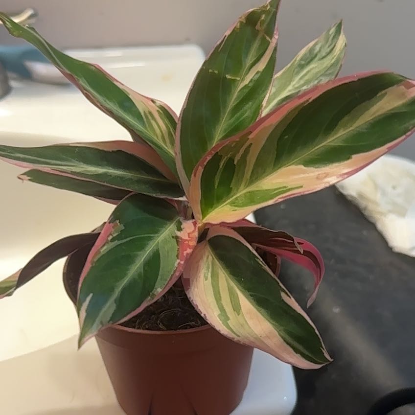 Photo of the plant species Stromanthe sanguinea 'Tricolor' by @DotingTomato9 named Planty on Greg, the plant care app