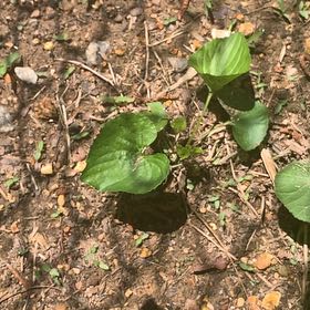 Photo of the plant species Common Blue Violet by @AngelPignut77 named Xena on Greg, the plant care app