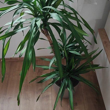 Photo of the plant species Dracena by @ImpishAnthora84 named Scarlett on Greg, the plant care app