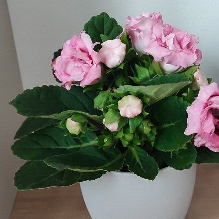 Photo of the plant species Florist's gloxinia by @ImpishAnthora84 named Plato on Greg, the plant care app