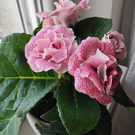 Photo of the plant species Florist's Gloxinia by @ImpishAnthora84 named Daphne on Greg, the plant care app