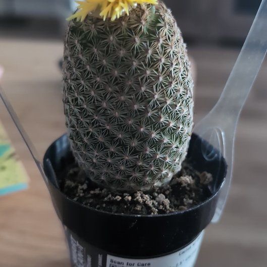 Photo of the plant species Coryphantha erecta by @GemGreen92 named Needles on Greg, the plant care app