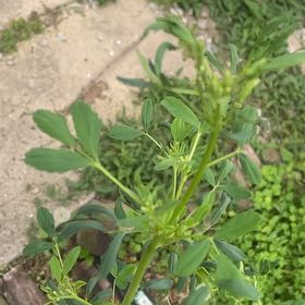 Photo of the plant species Alfalfa by @JazzedGermanivy named Madonna on Greg, the plant care app