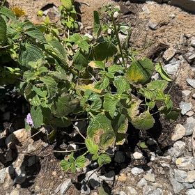 Photo of the plant species Weeping Lantana by @MarkedRosea86 named Mando on Greg, the plant care app