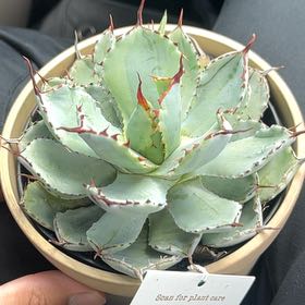 Photo of the plant species Lucky Crown Century Agave by @FabGuasca17 named Fred on Greg, the plant care app