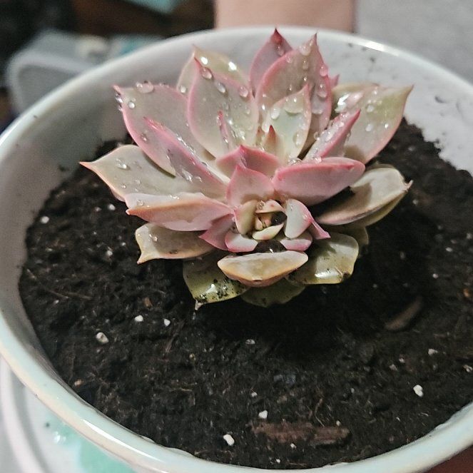 Photo of the plant species Echeveria 'Angel Kissed' by @WorthyGalega36 named Fernie Mac on Greg, the plant care app