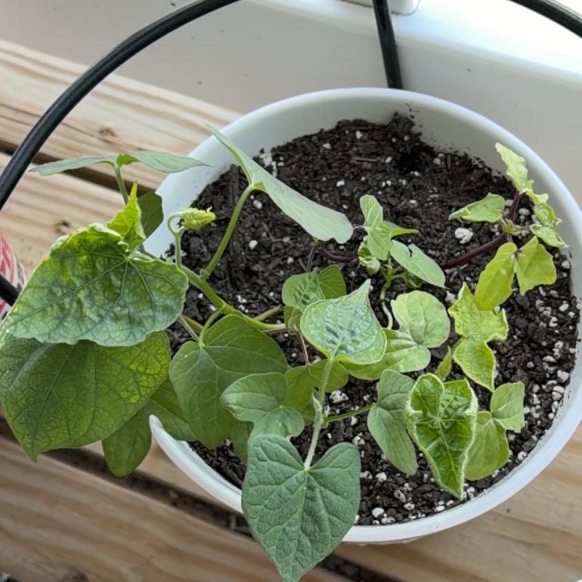 Photo of the plant species Common Morning Glory by @ReallyRhubarb85 named Oscar on Greg, the plant care app