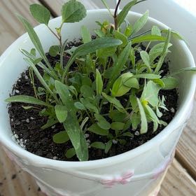 Photo of the plant species Pennington Wildflower by @ReallyRhubarb85 named Spike Leaves on Greg, the plant care app