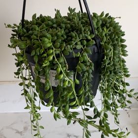 Photo of the plant species String of Raindrops by @SuccinctLime95 named Luna on Greg, the plant care app