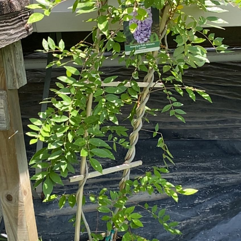 Photo of the plant species American Wisteria by @SuccinctLime95 named Diana on Greg, the plant care app