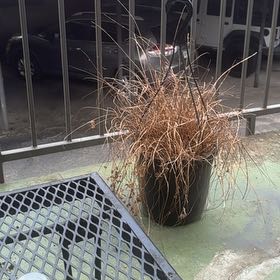 Photo of the plant species Crimson Fountaingrass by @TopCobnut32 named da Vinci on Greg, the plant care app