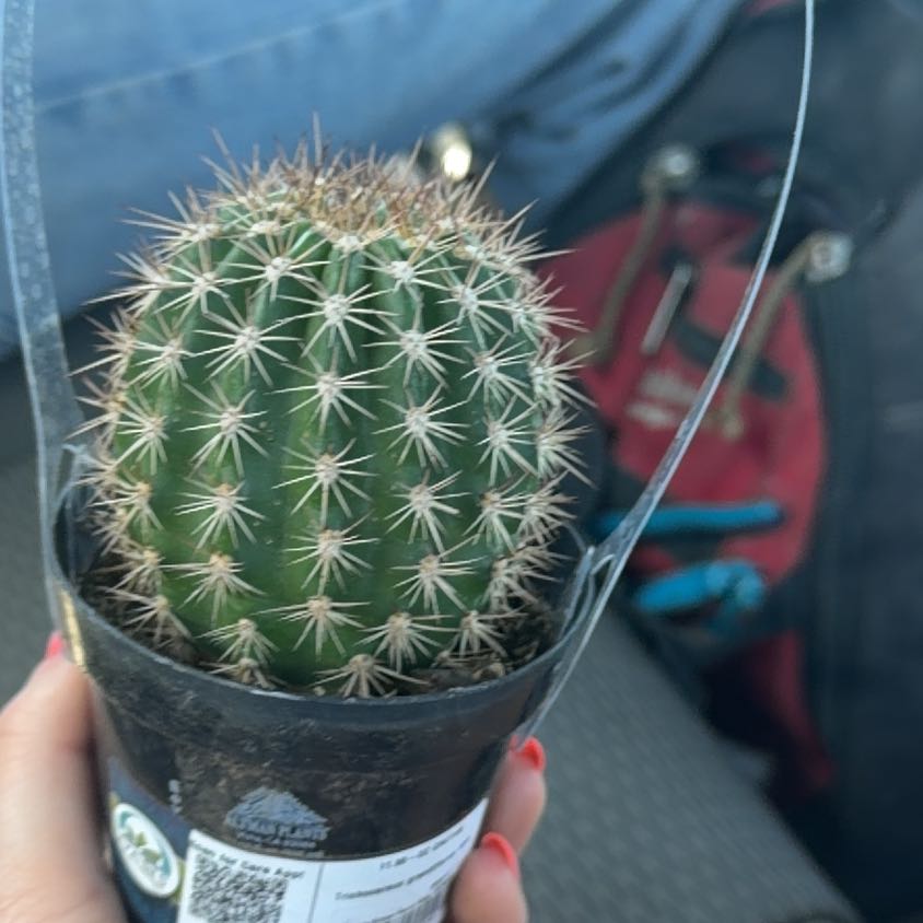 Photo of the plant species Trichocereus grandiflorus Hybrid by @GourmetChards92 named Draco on Greg, the plant care app