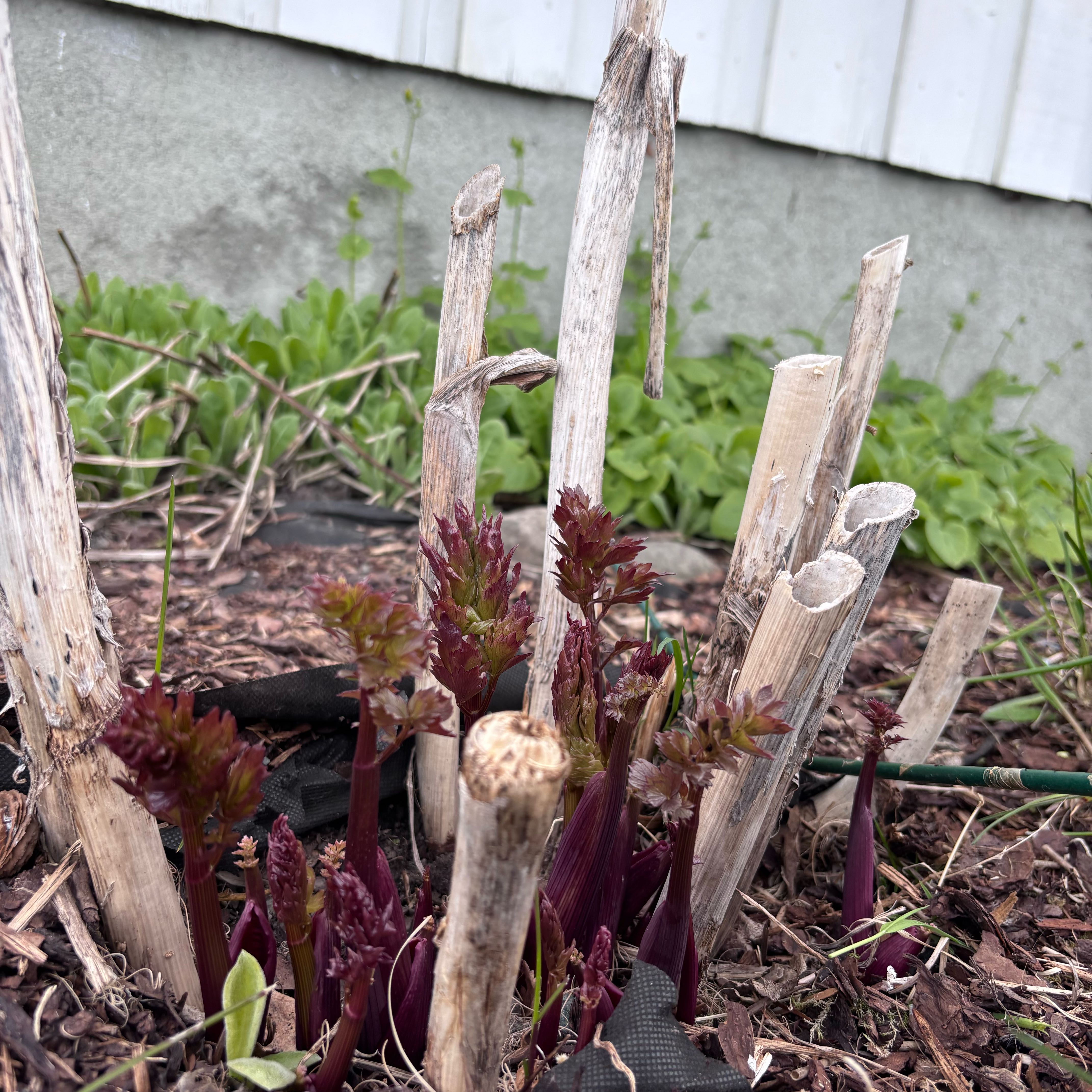 Photo of the plant species Lovage by @HighDatepalm49 named da Vinci on Greg, the plant care app