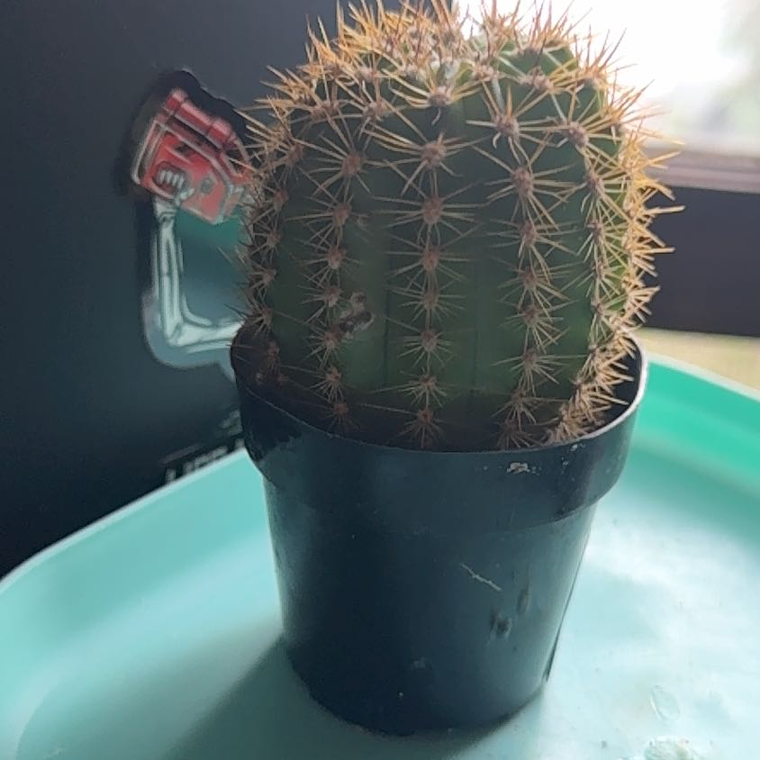 Photo of the plant species Trichocereus grandiflorus Hybrid by @HappyWasabi97 named Pike on Greg, the plant care app
