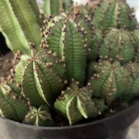 Photo of the plant species Tanzania Zipper Plant by @HeroineTutu37 named Willow on Greg, the plant care app