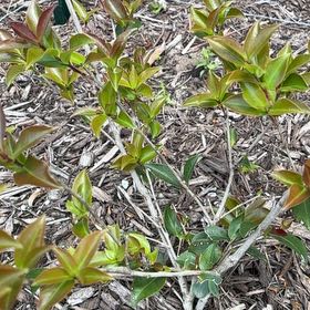 Photo of the plant species Camellia by @PaternalAlbo41 named Michelle Branch on Greg, the plant care app