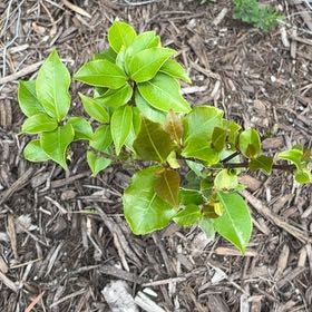 Photo of the plant species Camellia by @PaternalAlbo41 named Terra on Greg, the plant care app