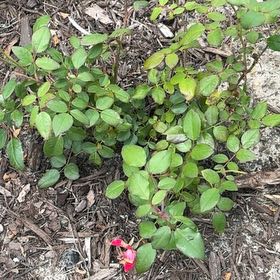 Photo of the plant species Knockout Red Rose by @PaternalAlbo41 named Sahara on Greg, the plant care app