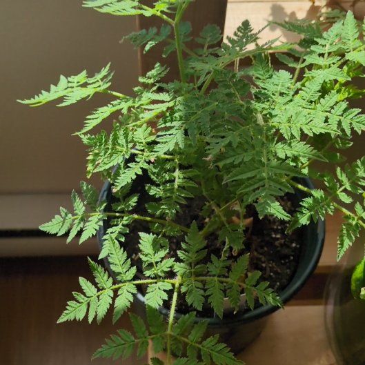 Photo of the plant species Sweet Cicely by @SilkySalsa61 named Cicero on Greg, the plant care app