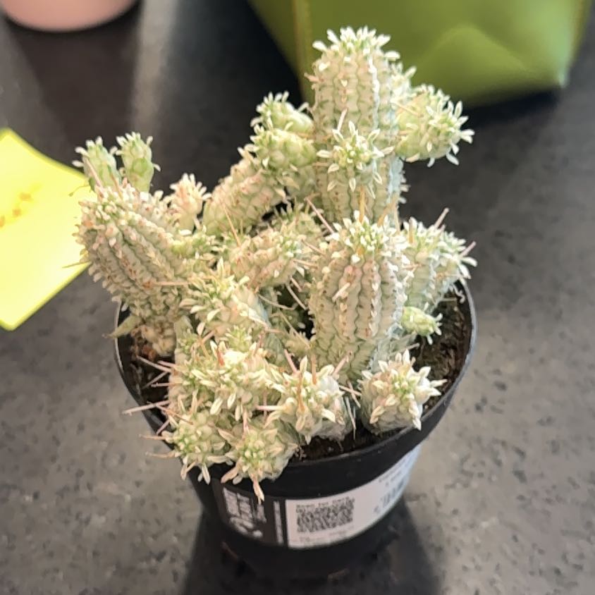 Photo of the plant species Corncob Cactus by @HeiressQuincula named Leonardo on Greg, the plant care app