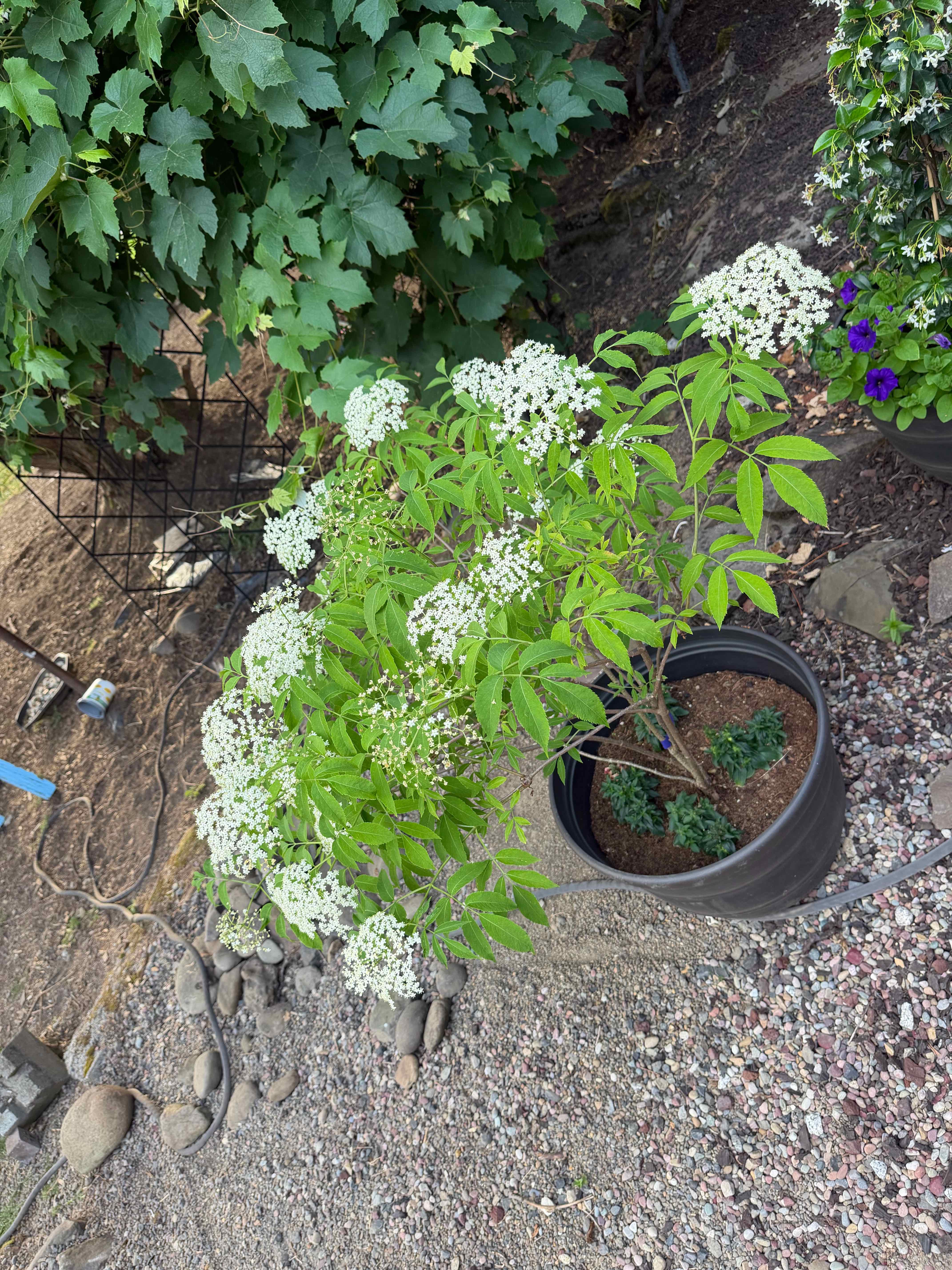 Photo of the plant species American Black Elderberry by @YoungKanono75 named Plato on Greg, the plant care app