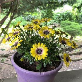 Photo of the plant species Glandular Cape Marigold by @YoungKanono75 named Tree Diddy on Greg, the plant care app