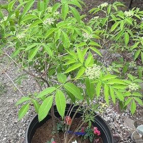 Photo of the plant species American Black Elderberry by @YoungKanono75 named Plato on Greg, the plant care app