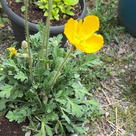 Photo of the plant species Iceland Poppy by @YoungKanono75 named Hamilton on Greg, the plant care app
