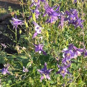 Photo of the plant species European Columbine by @YoungKanono75 named Ronaldo on Greg, the plant care app