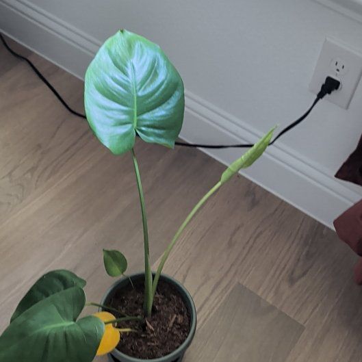 Photo of the plant species Monstera deliciosa 'Bulbosaur' by @NewMoonflower52 named Maya on Greg, the plant care app