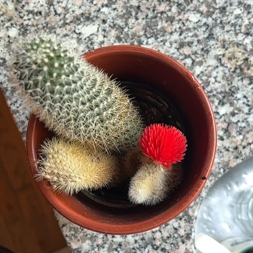 Photo of the plant species Mammillaria albilanata by @RichlyPlanera84 named Duke on Greg, the plant care app