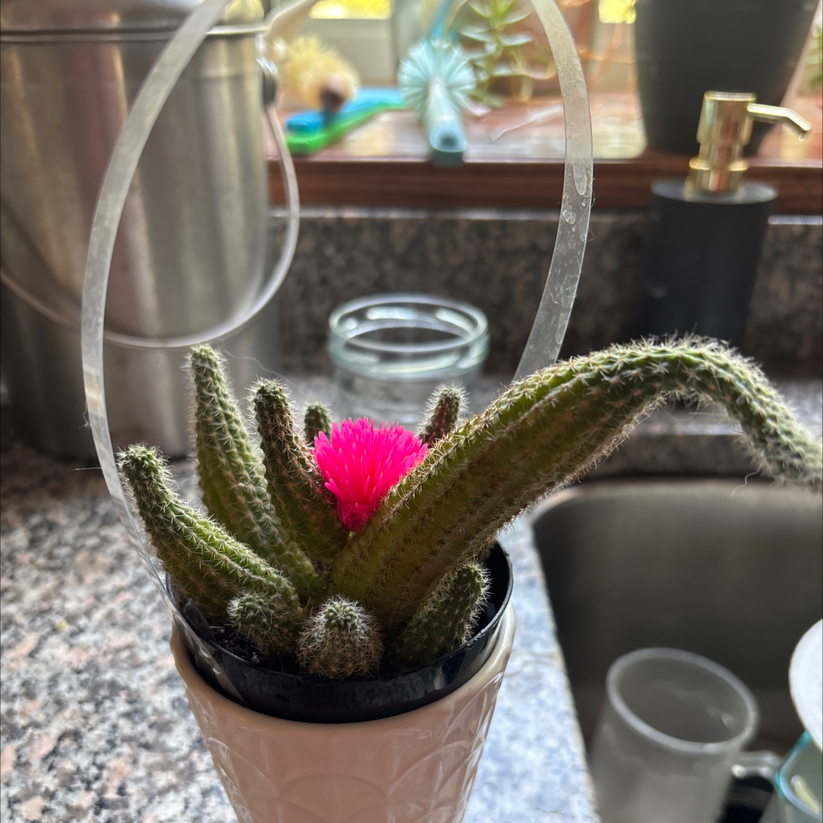 Photo of the plant species Mammillaria albilanata by @RichlyPlanera84 named Sigmund on Greg, the plant care app