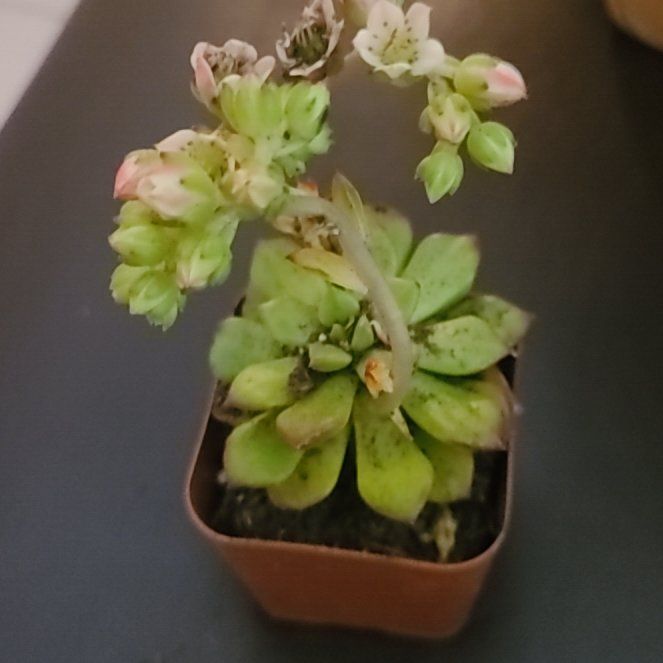 Photo of the plant species Crassula Orbicularis by @UltraErophaca27 named Figyonce on Greg, the plant care app