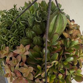 Photo of the plant species Cardboard Palm by @SuperTipa95 named Elina on Greg, the plant care app