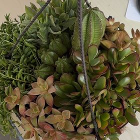Photo of the plant species Cardboard Palm by @SuperTipa95 named Muhammad Ali on Greg, the plant care app